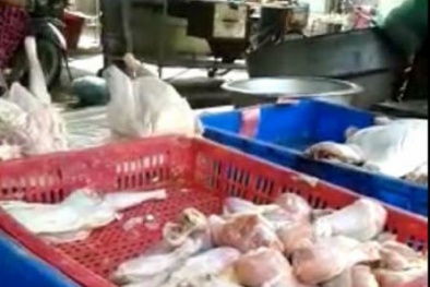 “Sốc” với thịt gà ươn chảy vào quán ăn 